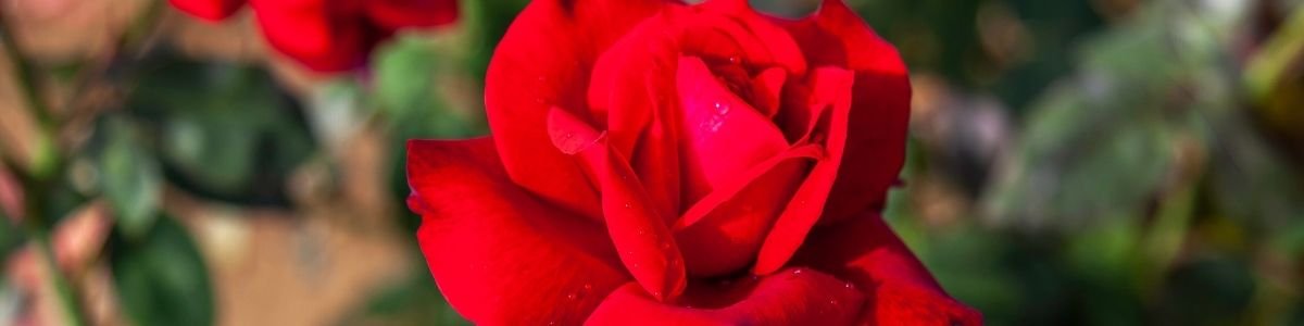 Weed Delivery Armstrong