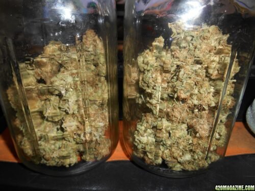 Order Agent Orange (AA) Online Canada - Image 141
