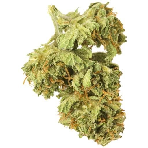 Order JEAN GUY by Good Supply Online Canada