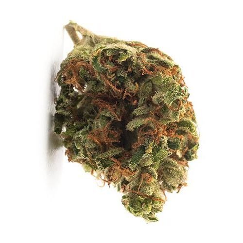 Buy TWD INDICA (BLEND) Online Canada