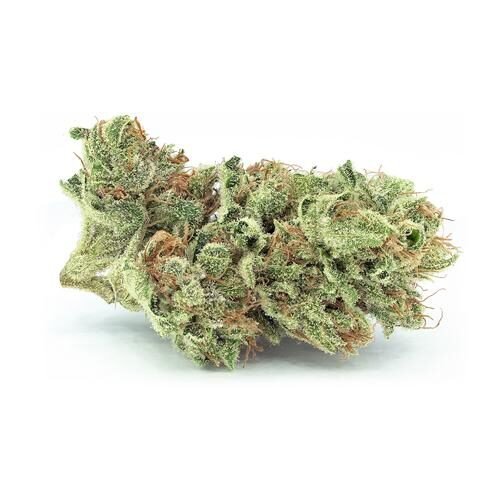 Buy SERRATUS Strain Online Canada