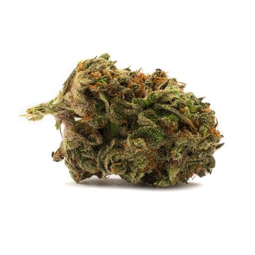 Buy HOUSEPLANT HYBRID Online Canada