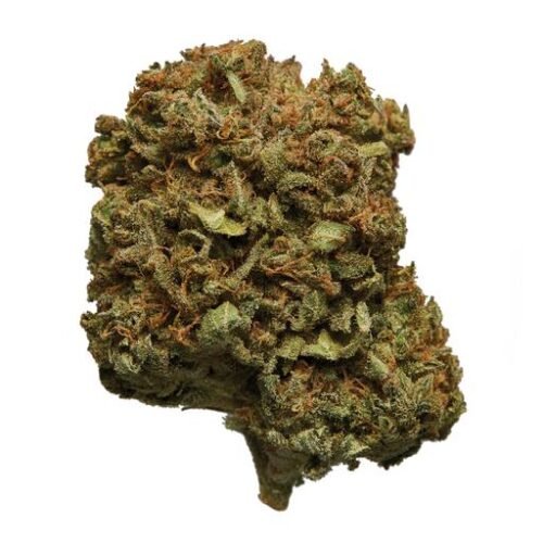 Buy HELIOS (SNOW LEOPARD) Online Canada