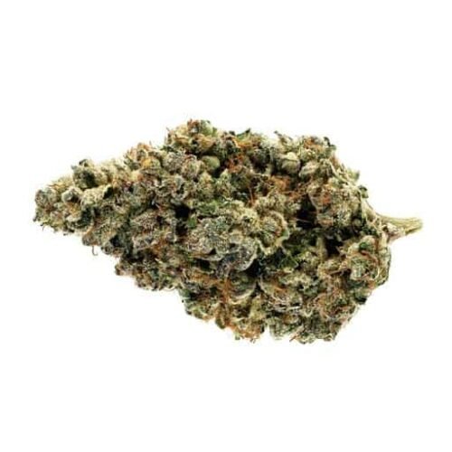 Buy SONORA (STARGAZER ) Online Canada