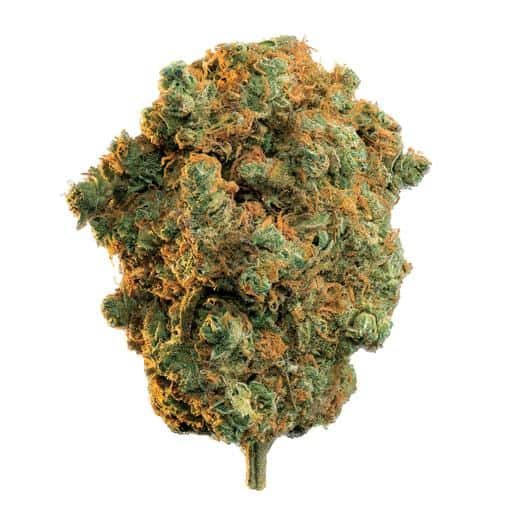 Buy LA STRADA Strain (ACADIA) Online Canada