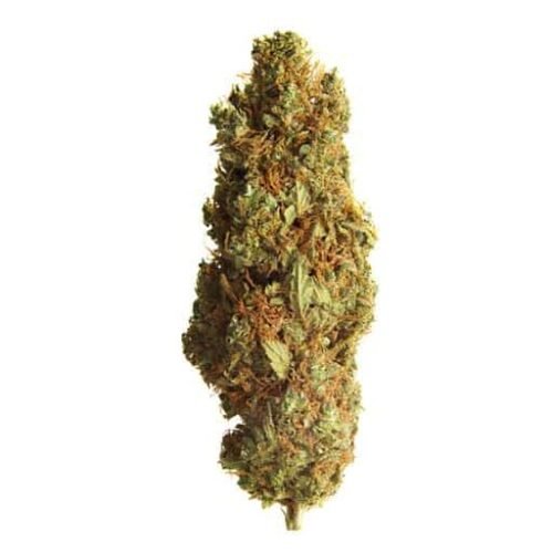 Buy BC ORGANIC CREEK CONGO Online Canada