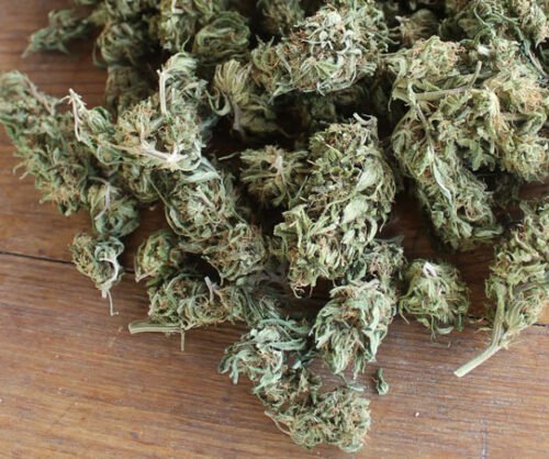 Order Agent Orange (AA) Online Canada - Image 140