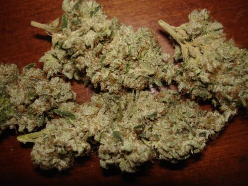 Order Agent Orange (AA) Online Canada - Image 152