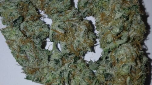 Order Agent Orange (AA) Online Canada - Image 134