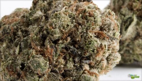 Order Agent Orange (AA) Online Canada - Image 143