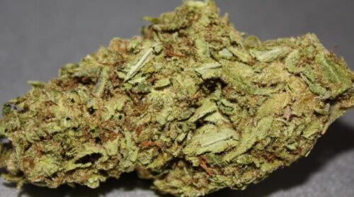 Order Agent Orange (AA) Online Canada - Image 156