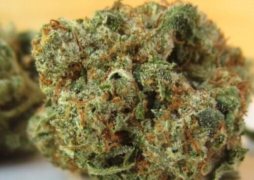 Order Agent Orange (AA) Online Canada - Image 121