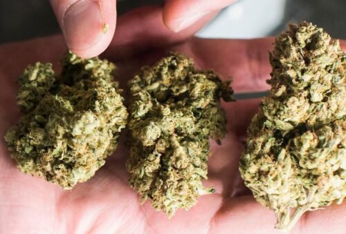 Buy Sour OG Online Canada - Image 47