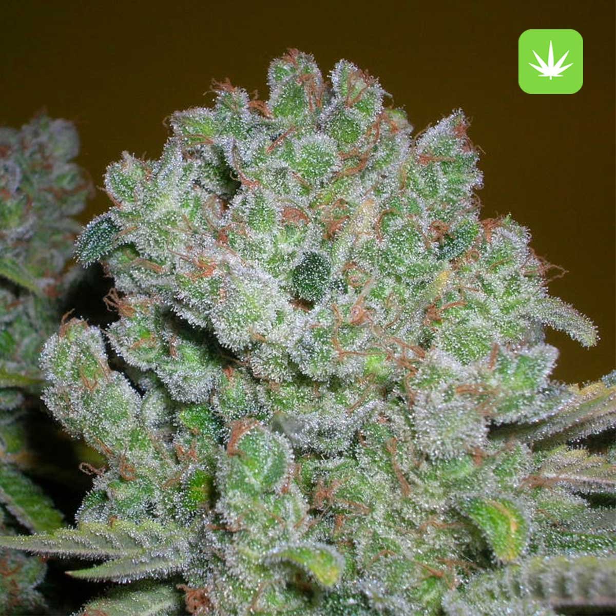 Buy AK-47 (Hybrid) Online Canada - Image 2