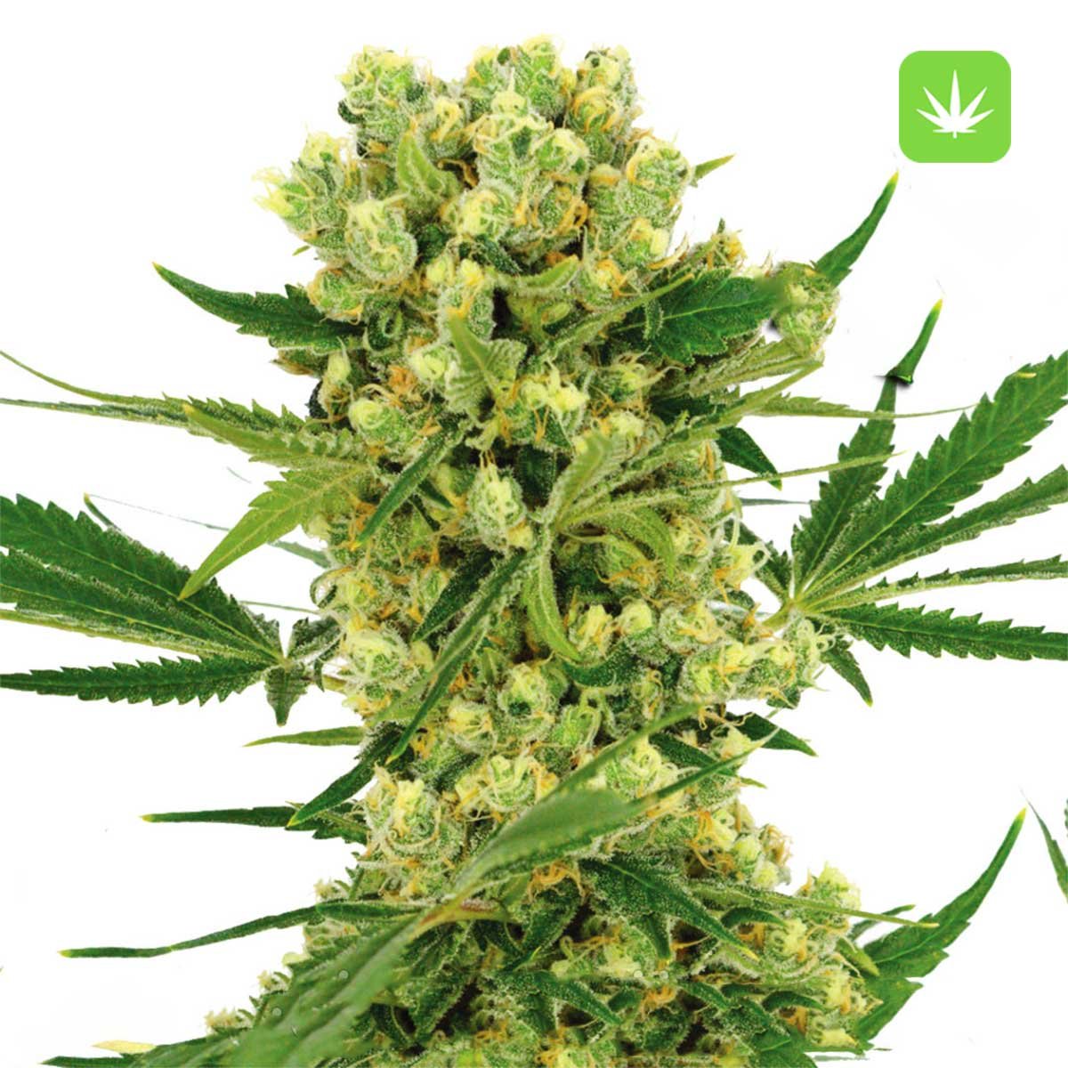 Buy Amnesia Haze (Hybrid) Online Canada - Image 2