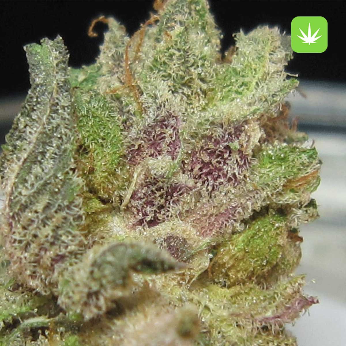 Buy Blackberry Kush (Hybrid) Online Canada - Image 2