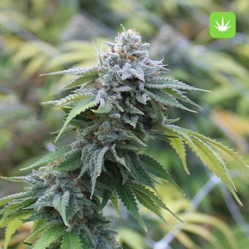 Buy Blue Cookies (Hybrid) Online Canada - Image 2