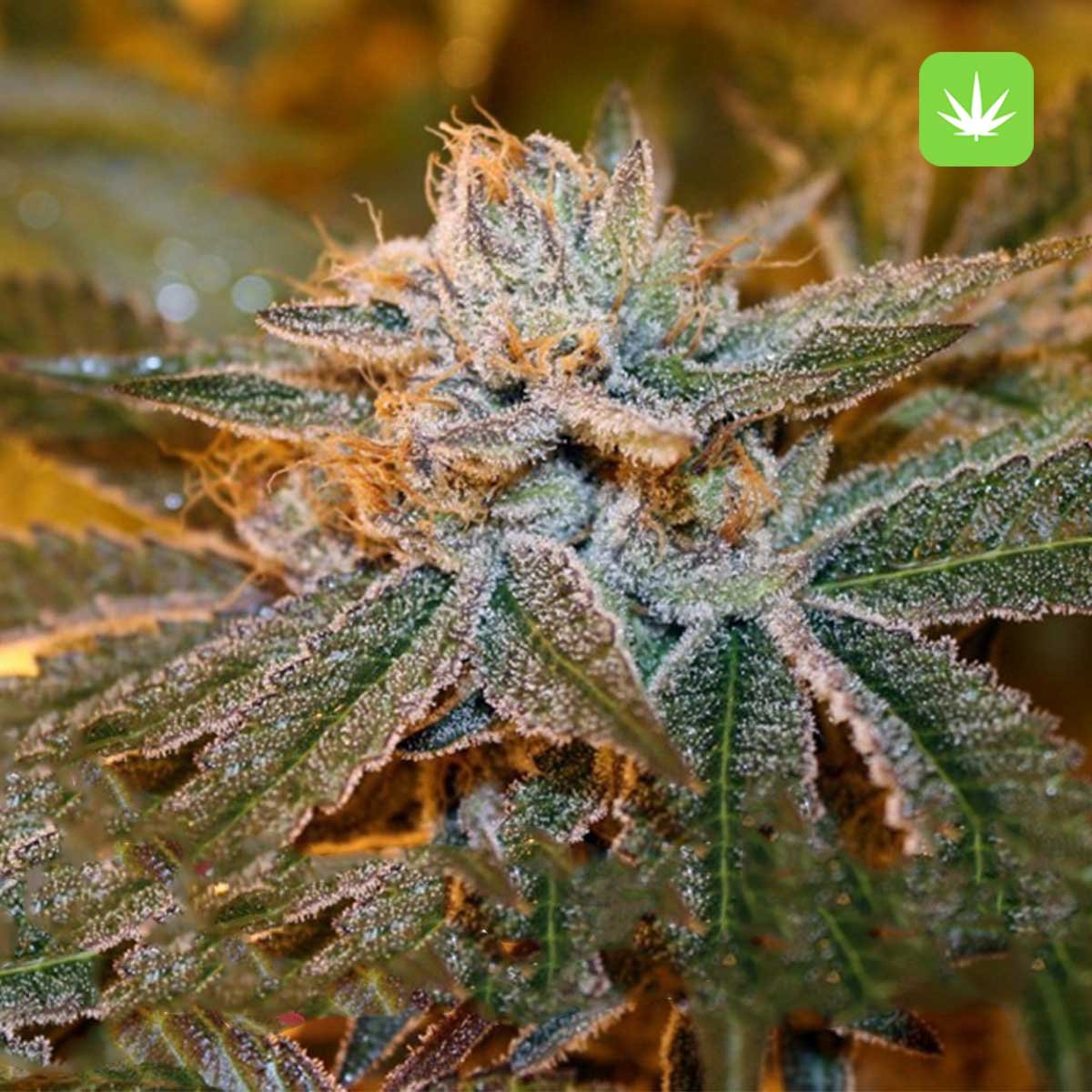 Buy Bubble Gum Kush (Hybrid) Online Canada - Image 2