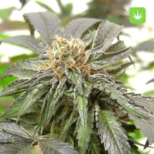 Buy Afghan Kush (Indica) Online Canada - Image 2