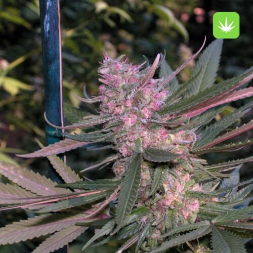 Buy Cotton Candy Kush (Hybrid) Online Canada - Image 2