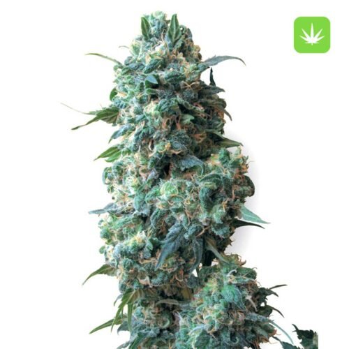 Buy 20 Afghan Kush Seeds Online in Canada