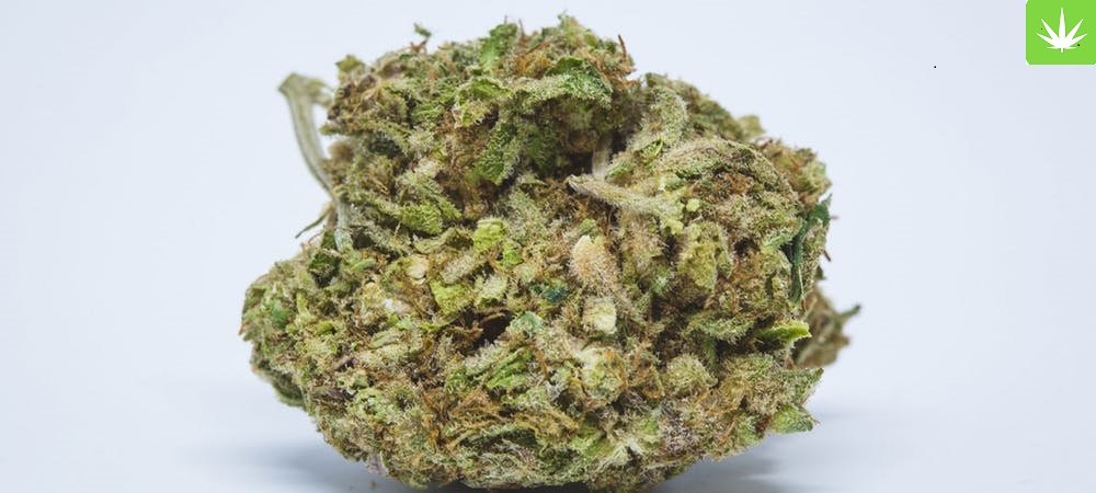 Order Agent Orange (AA) Online Canada