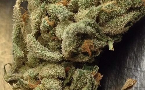 Order Agent Orange (AA) Online Canada - Image 120