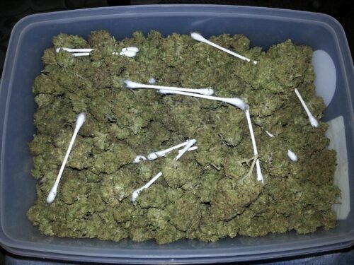 Order Agent Orange (AA) Online Canada - Image 103