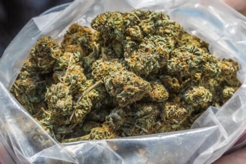 Order Agent Orange (AA) Online Canada - Image 100