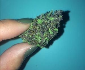 Buy Blue Dream Strain Online Canada
