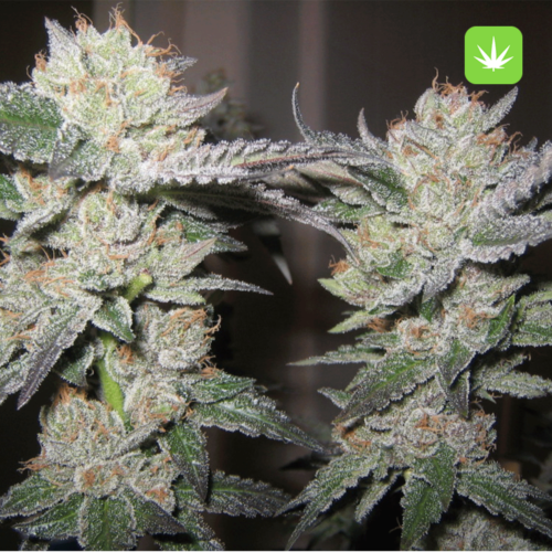 Buy Bubba Kush (Indica) Online Canada - Image 2