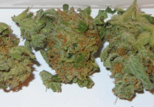 Order Charlie Sheen Hybrid Strain Online Canada