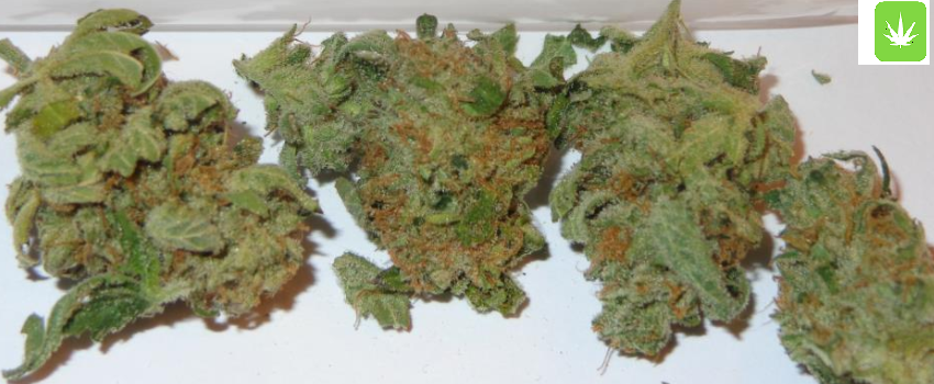 Order Charlie Sheen Hybrid Strain Online Canada