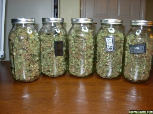 Order Agent Orange (AA) Online Canada - Image 88