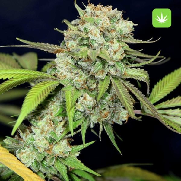 Buy Death Star (Hybrid) Online Canada - Image 2