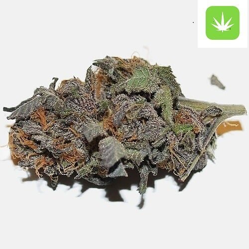 Buy Death Star (Hybrid) Online Canada