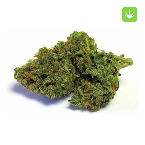 Buy Girl Scout Cookies (Hybrid) Online Canada