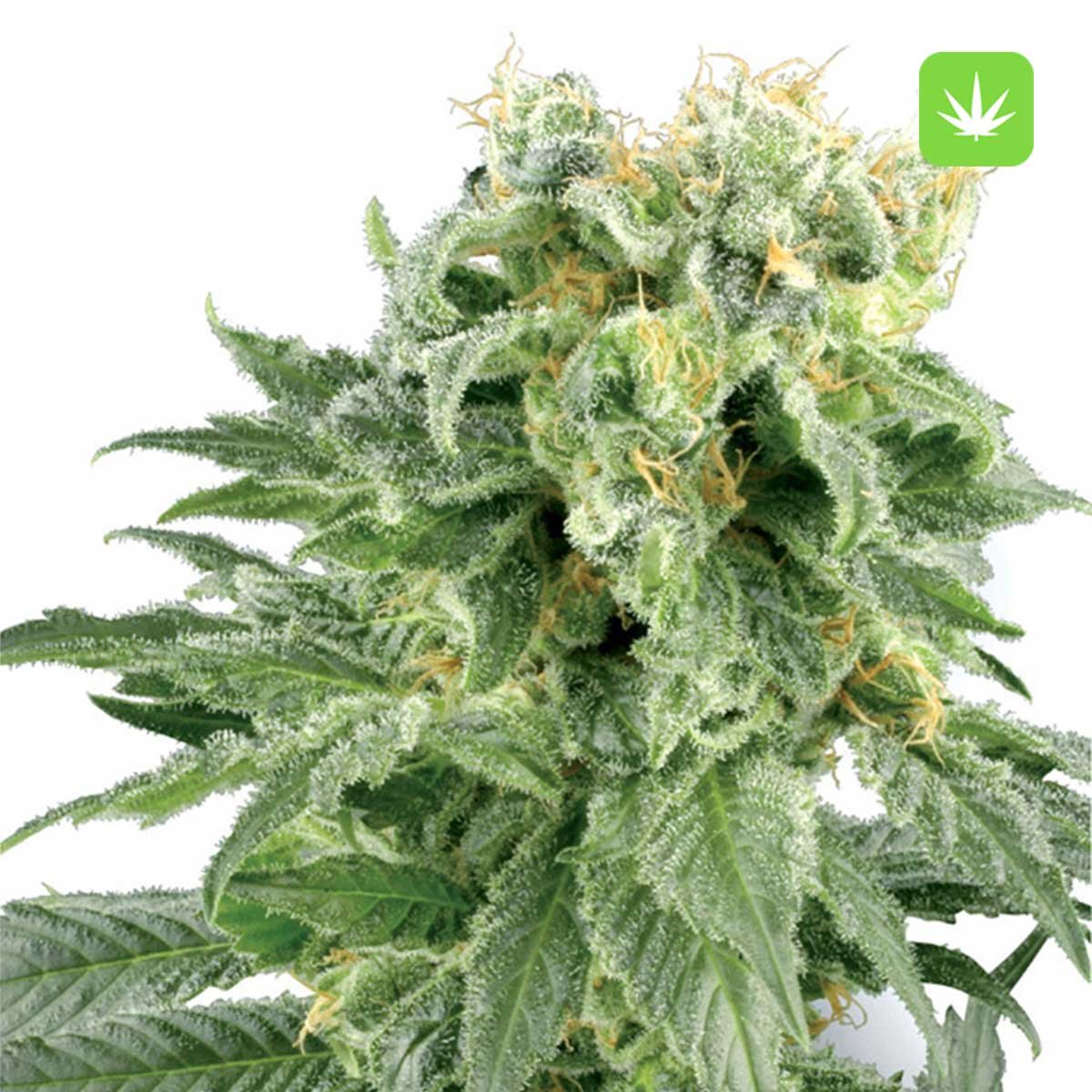 Buy 20 Double Gum Seeds Online Canada