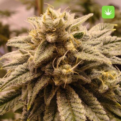 Buy Gorilla Glue #4 (Hybrid) Online Canada - Image 2