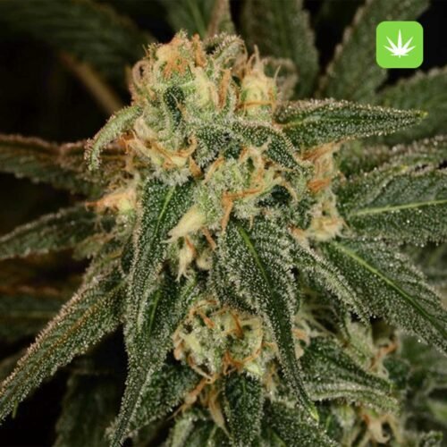 Buy Green Crack (Sativa) Online Canada - Image 2