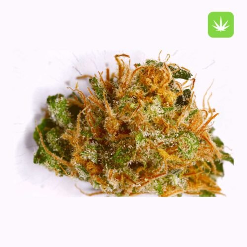 Buy Hindu Skunk (Hybrid) Online Canada
