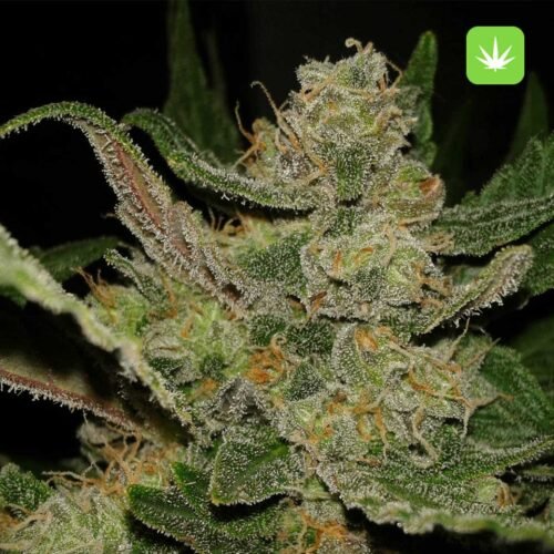 Buy Hindu Kush (Indica) Online Canada - Image 2