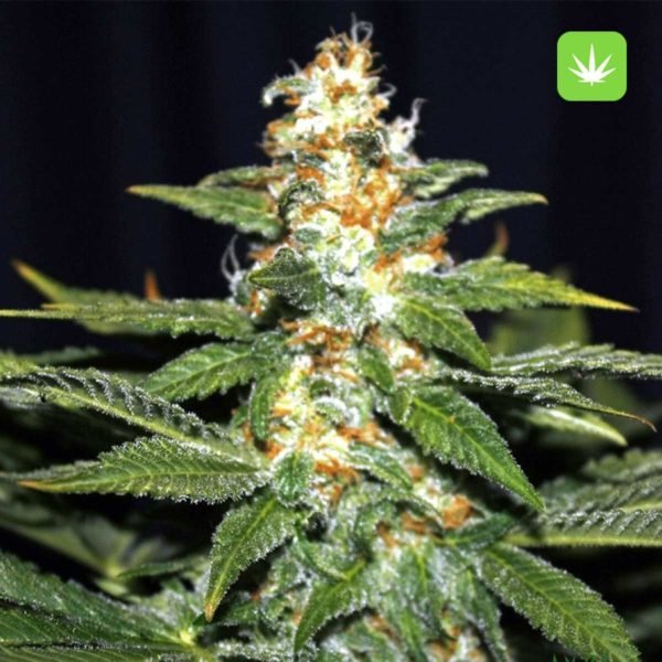 Buy Hindu Skunk (Hybrid) Online Canada - Image 2