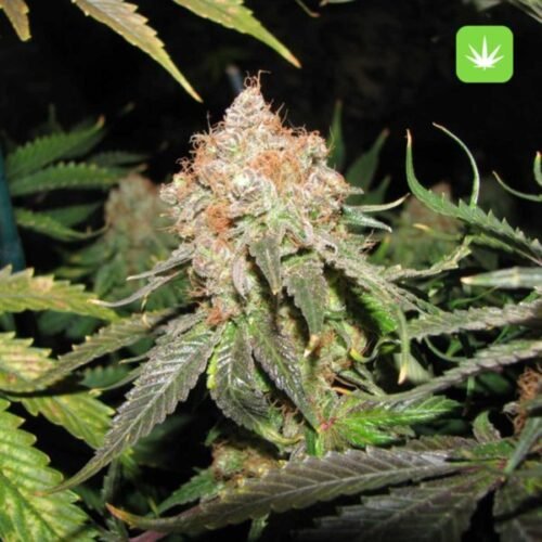 Buy Jack the Ripper Strain Online Canada - Image 2
