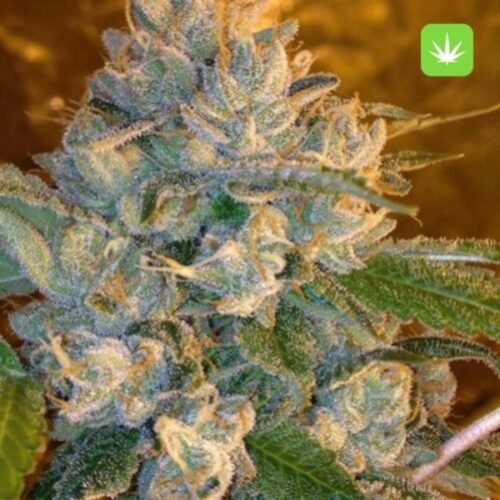 Buy Kosher Kush (Indica) Online Canada - Image 2
