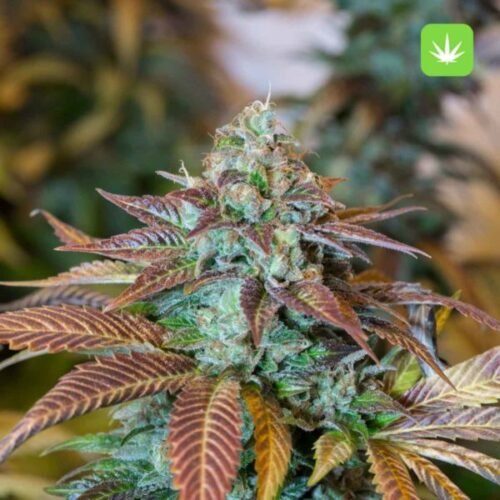 Buy Lemon Kush (Hybrid) Online Canada - Image 2
