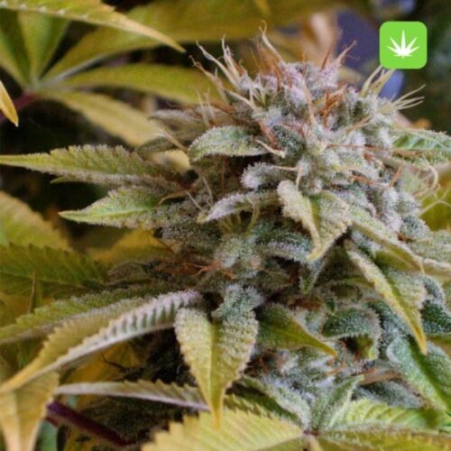 Buy Mango Kush (Indica) Online Canada - Image 2