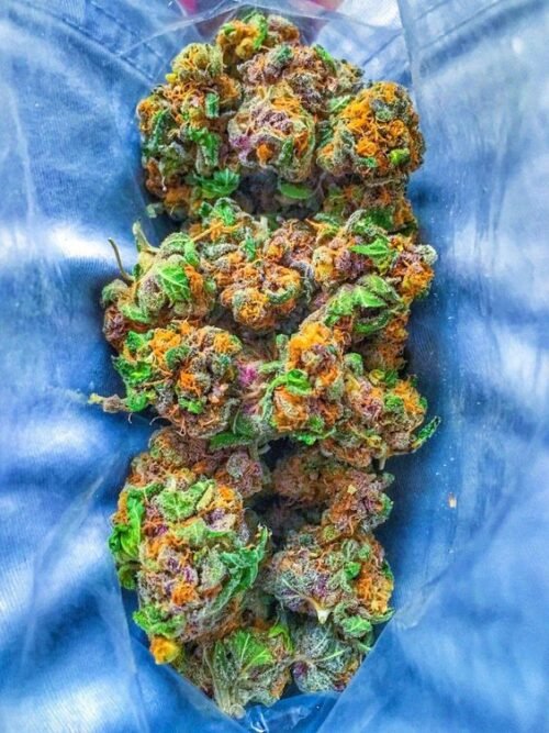 Order Agent Orange (AA) Online Canada - Image 50