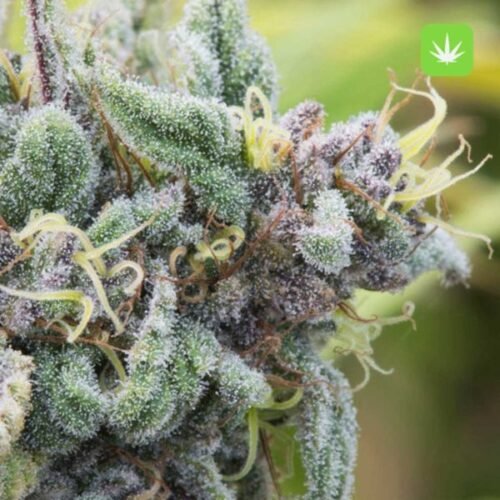 Buy Master Kush (Indica) Online Canada - Image 2