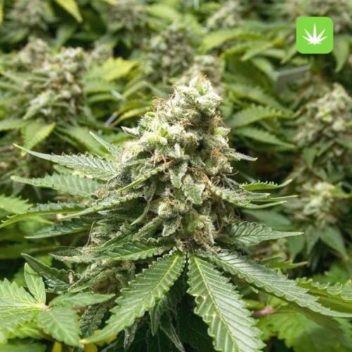 Buy Moby Dick (Hybrid) Online Canada - Image 2